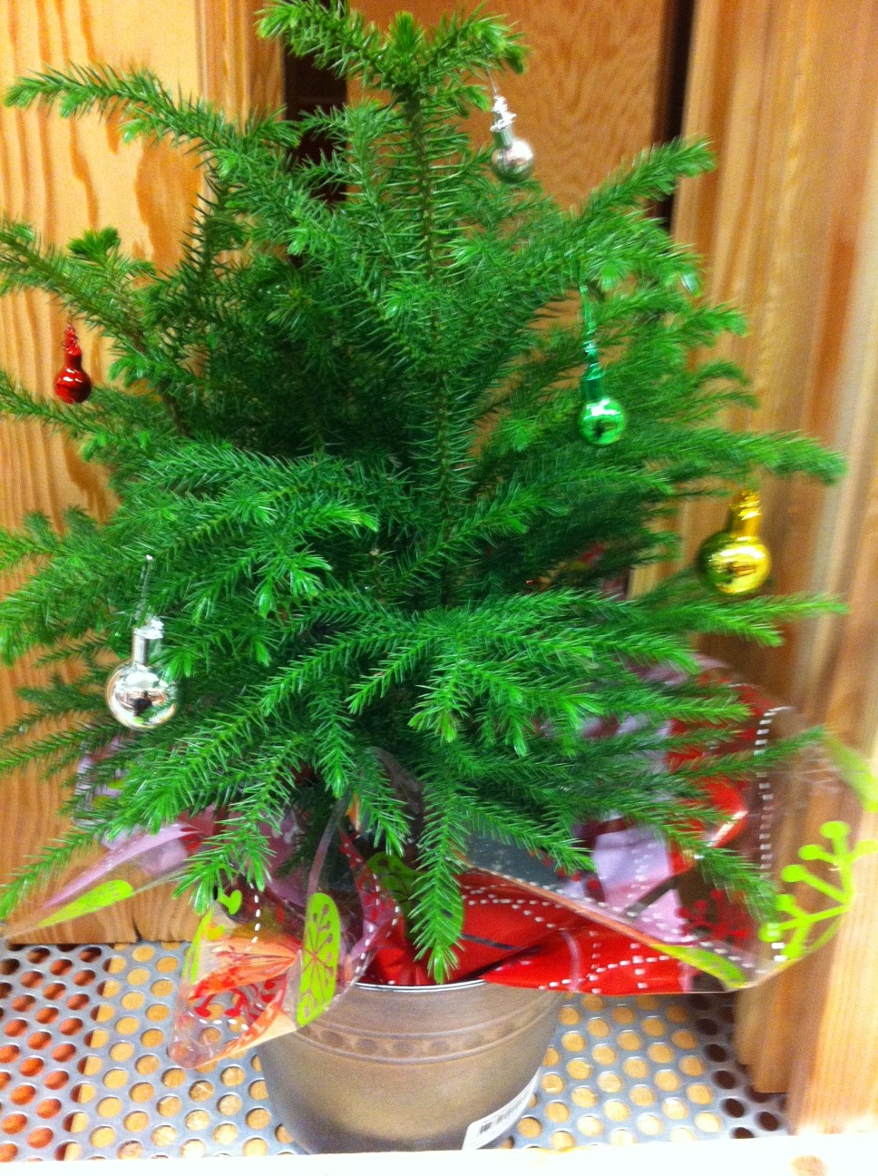 Are real Christmas trees “greener”? | Green Action Centre