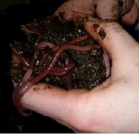 Compost -Vermicomposting - Red Wrigglers worms 1