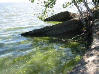 Algae on Lake Winnipeg - Photo: Green Action Centre