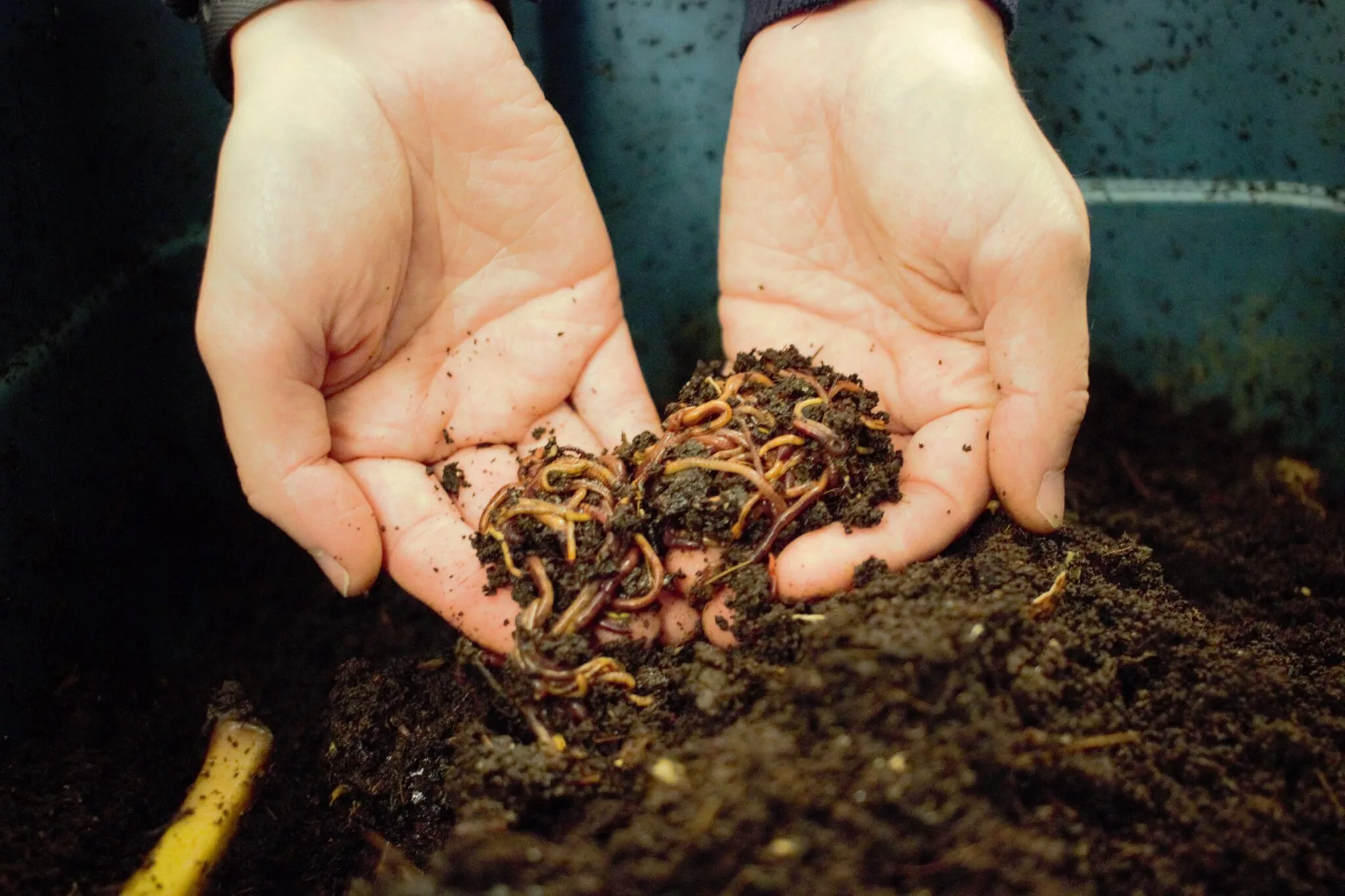 vermicomposting