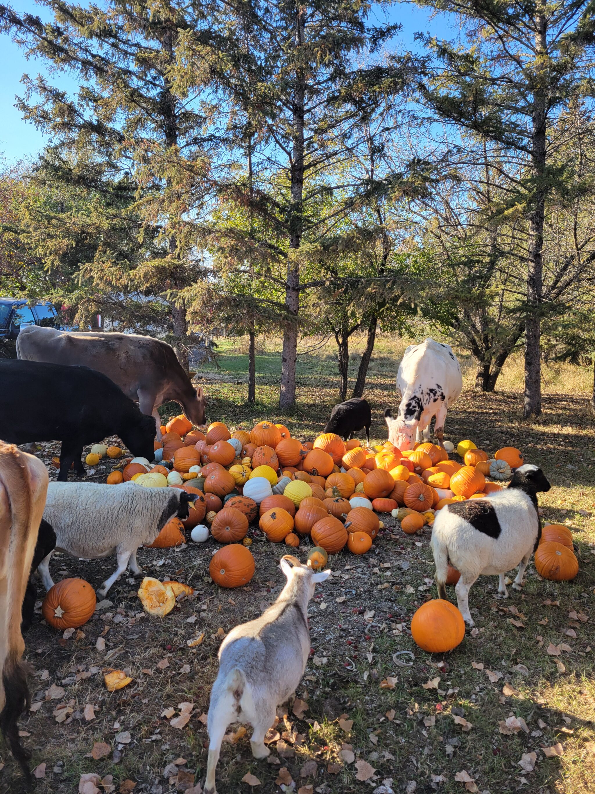 Picture of cows and goats outside in a field with trees behind it eating pumpkins.