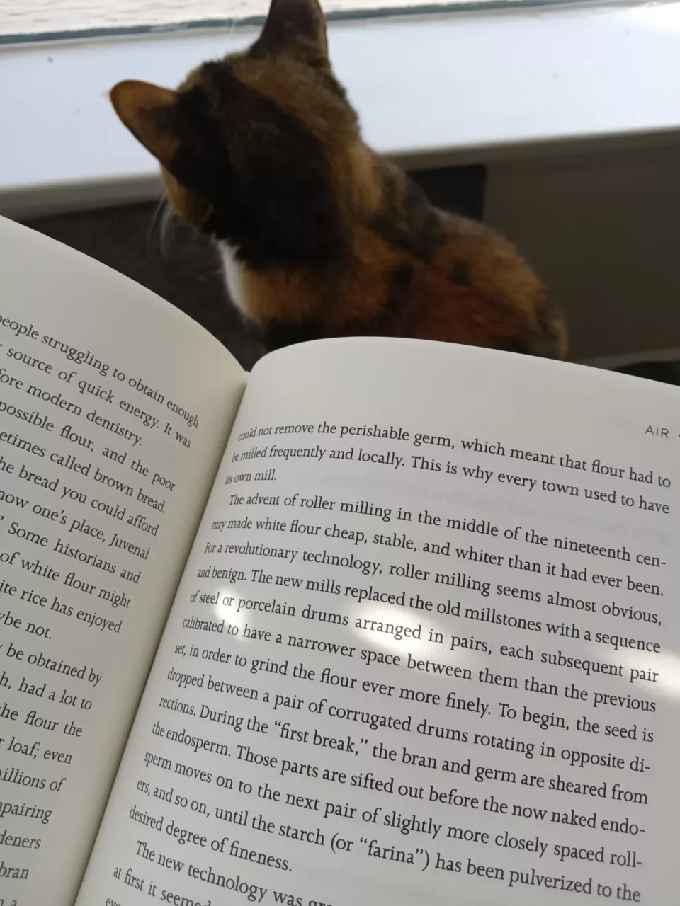 someone reading a book with a kitten in the background peering over the edge of the pages