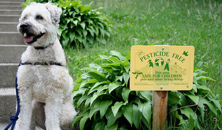 Pesticide free lawn