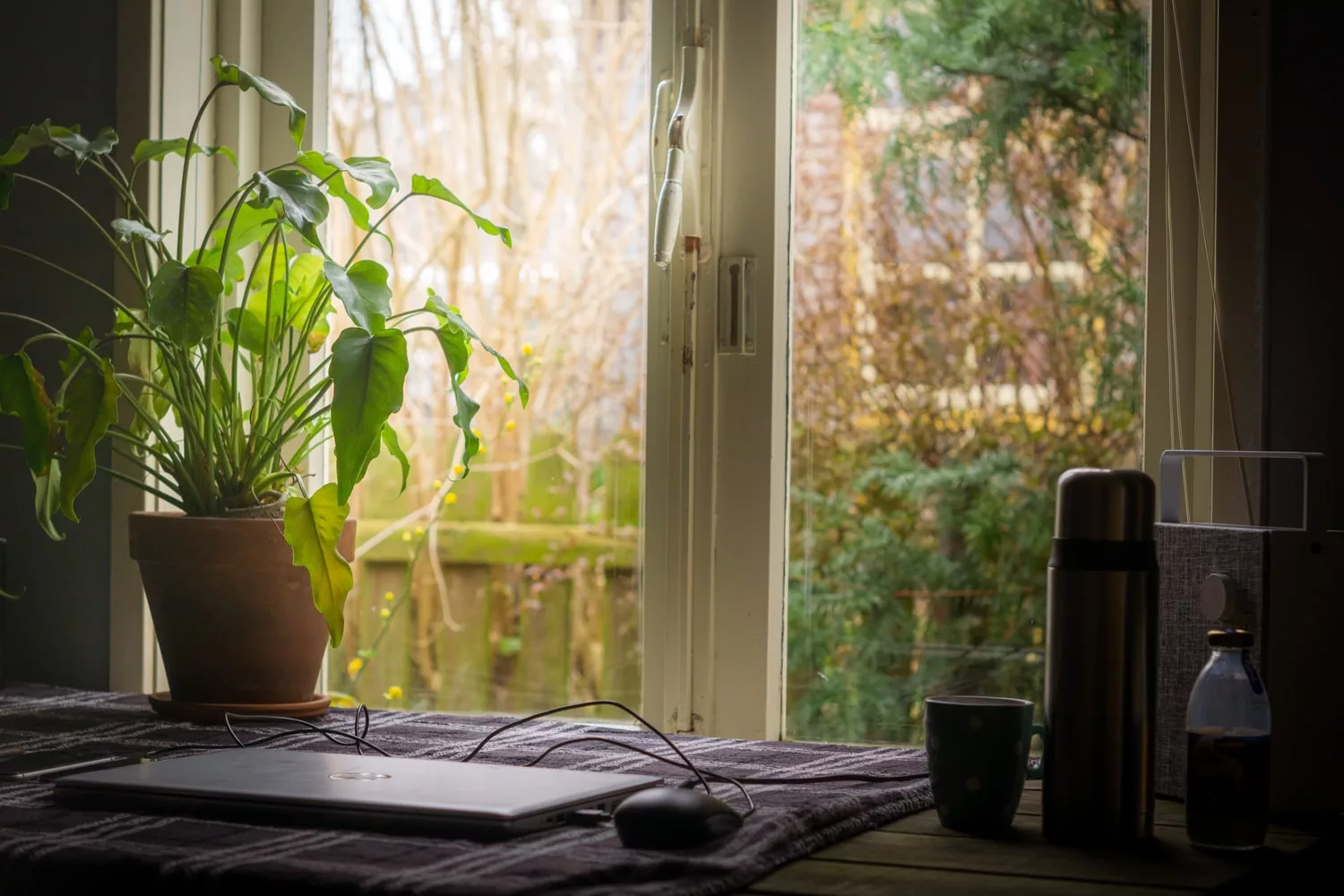 plants in front of a sunlit window