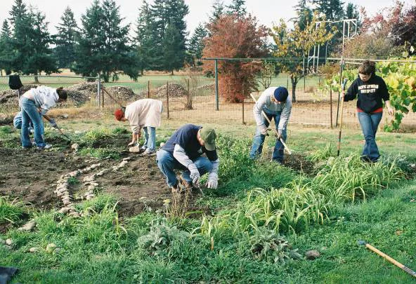 community gardeners working in garden