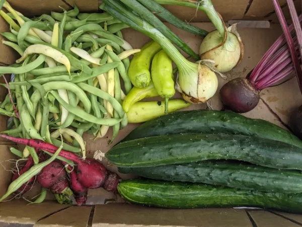 pile of assorted fresh vegetables