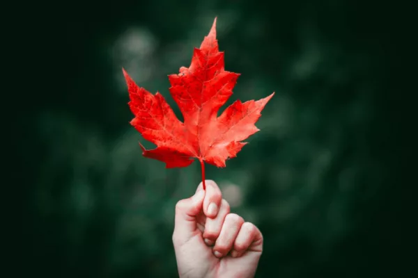 red maple leaf